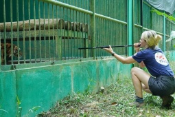 7 con hổ nuôi ở Phong Nha - Kẻ Bàng "ngốn" tiền tỉ mỗi năm