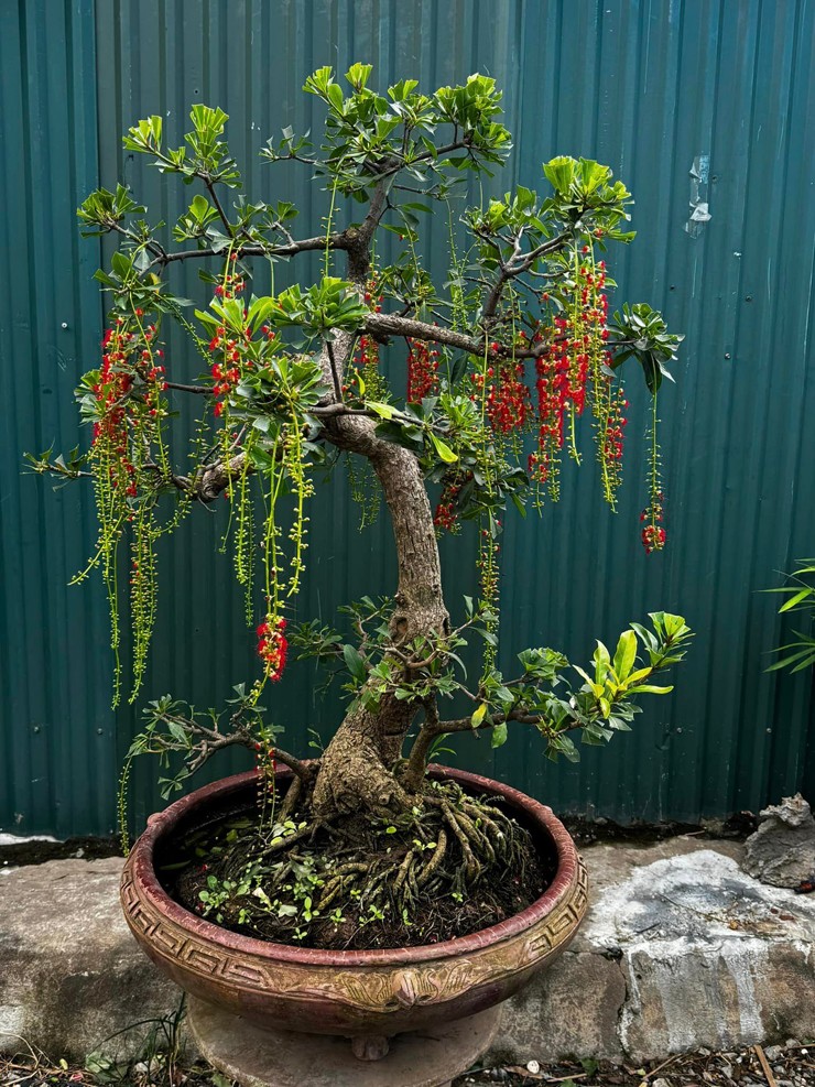 Mỗi cây lộc vừng bonsai có giá vài trăm nghìn đến vài triệu đồng tùy kích thước và dáng thế.&nbsp;
