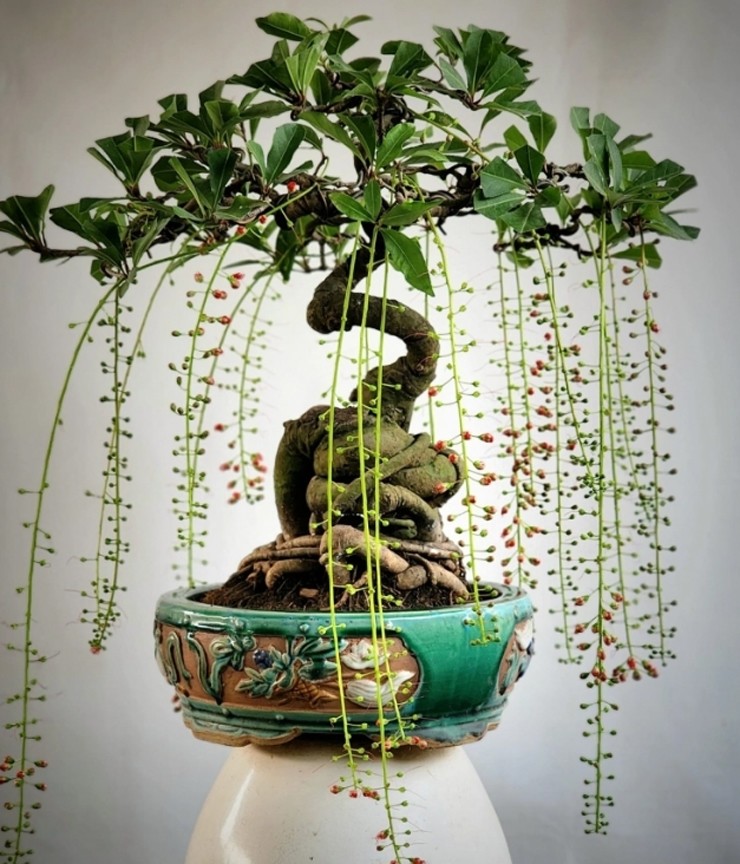 Mấy năm gần đây, lộc vừng bonsai được nhiều gia đình lựa chọn để trưng trong nhà, ban công hay sân vườn
