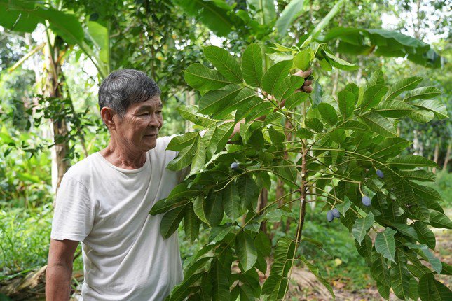 Ông Nguyễn Văn Chinh buồn rầu vì năm nay mùa trám thất thu.