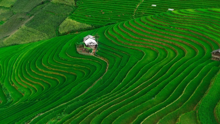 Hình ảnh “thăm lúa” mới nhất của Vua Ăn Mày. Hiện tại lúa ở Mù Cang Chải đang xanh, tầm giữa tháng 10 sẽ chín vàng rực rỡ, nhưng nếu không có thời gian, bạn cũng có thể chụp ảnh khi lúa đang xanh – vẫn đẹp và mê hoặc.