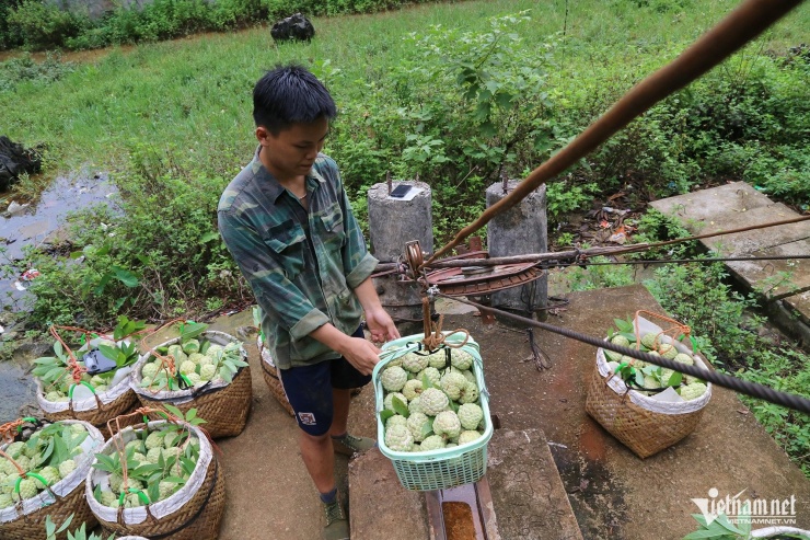 Những giỏ na nặng trĩu được vận chuyển xuống bằng hệ thống cáp treo. Ảnh: Phạm Công