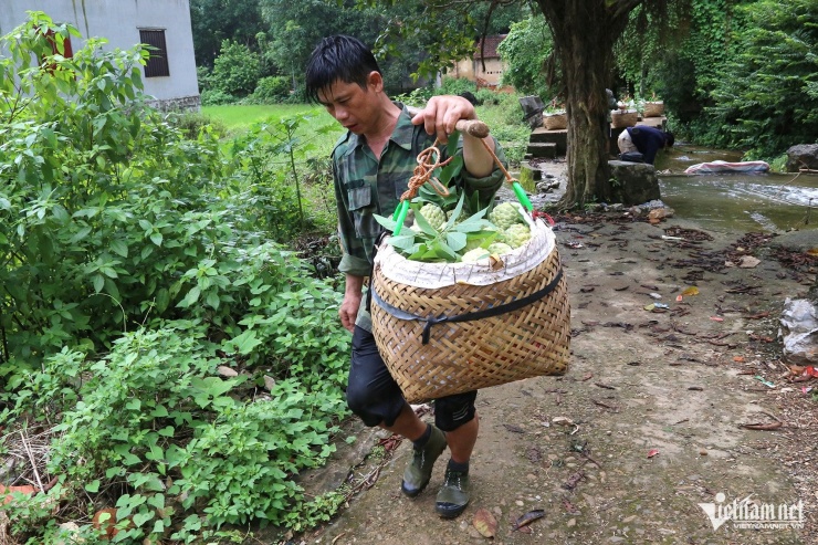 Ông Long tất bật cùng gia đình thu hoạch na trên núi đá để bán cho thương lái. Ảnh: Phạm Công