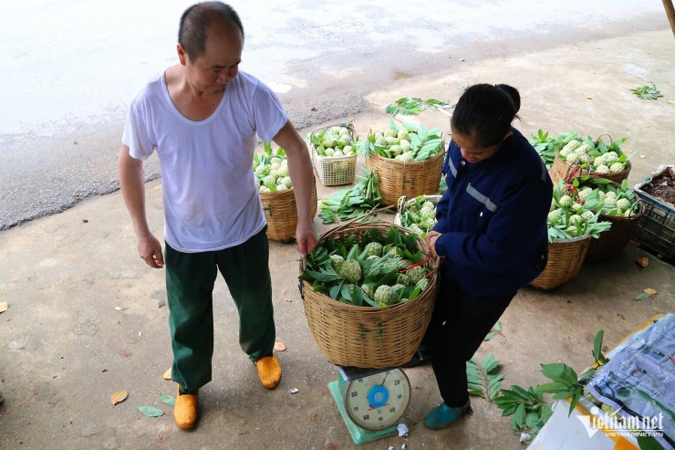 Thương lái đã ký hợp đồng với các chủ vườn na mỗi khi đến mùa thu hoạch. Ảnh: Phạm Công