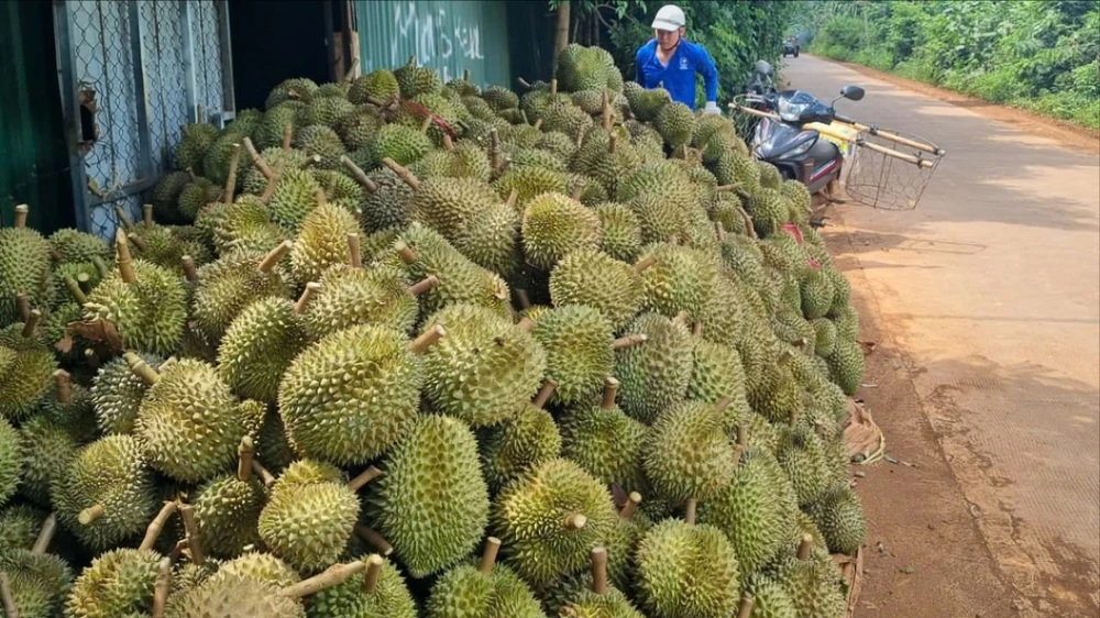 Người dân thu hoạch sầu riêng ở Đắk Lắk. Ảnh: TIẾN THOẠI