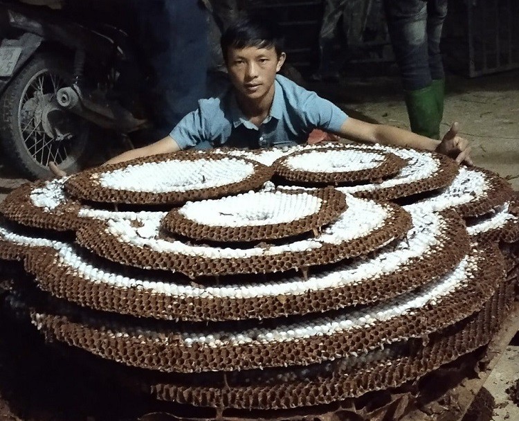 Những tổ ong dế được anh Liền ghép đa chúa có thể&nbsp;to hàng chục cân, thậm chí là cả tạ. (Ảnh: Liền Tráng).