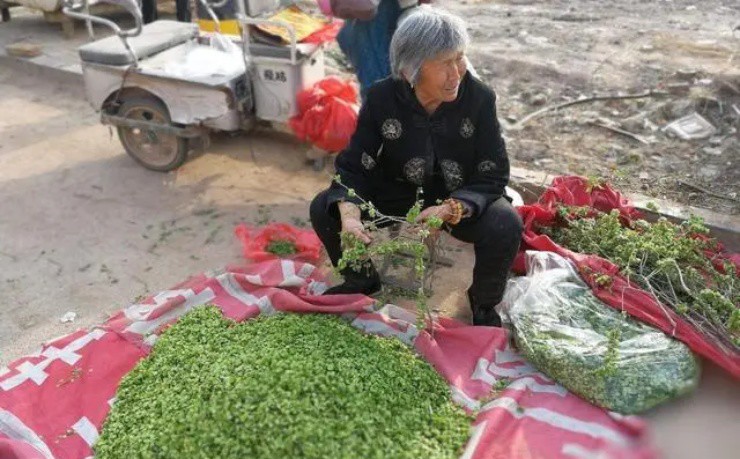 Rau lạ mang tên “dư tiền”, phải trèo cây mới hái được, vị ngọt mà không chứa đường - 4