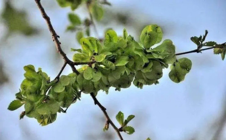 Rau lạ mang tên “dư tiền”, phải trèo cây mới hái được, vị ngọt mà không chứa đường - 2