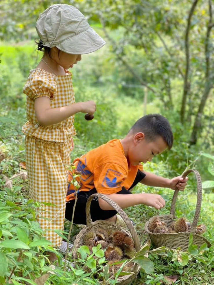 Vào giữa mùa, dẻ rụng nhiều các bạn nhỏ tha hồ nhặt.