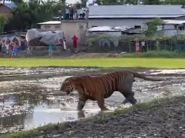 Clip: Hổ dữ xuất hiện trên đồng lúa, người dân kéo nhau ra đứng xem