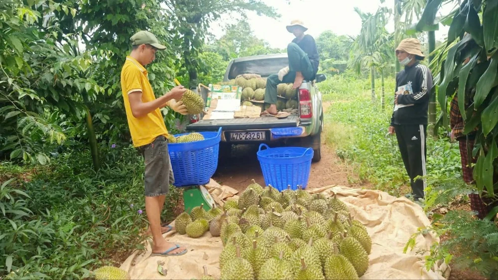 Thợ gõ sầu riêng đang kiểm tra chất lượng sầu riêng. Ảnh: TIẾN THOẠI