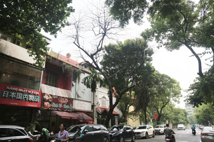 Tương tự trên phố Thi Sách (quận Hai Bà Trưng) cao khoảng 6-8m, tán rộng nhưng chết khô, trụi lá ngay trước nhiều nhà dân.