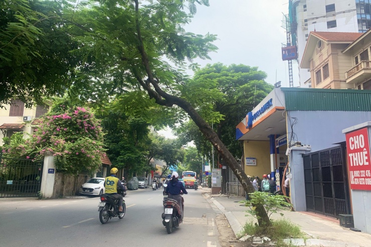 Bên cạnh đó, nhiều cây xanh khẳng khiu, nghiêng hẳn ra đường, chờ chực đổ bất cứ lúc nào, gây nguy hiểm cho người đi đường, đặc biệt những ngày mưa bão.