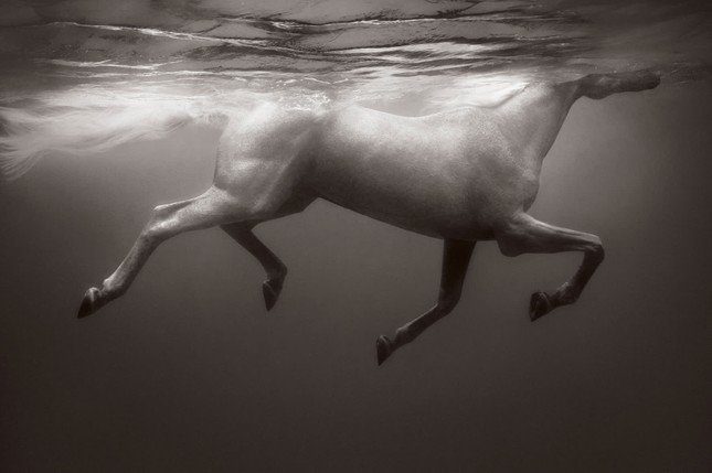 Một con ngựa đang bơi ở Tobago. Ảnh: Drew Doggett.