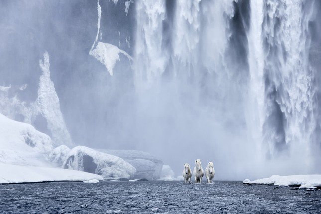 Một con ngựa Iceland đi qua bãi biển cát đen. Iceland là “nơi có những đặc điểm tự nhiên phi thường mà gần như vượt quá thực tại,” Doggett nói. Ảnh: Drew Doggett.