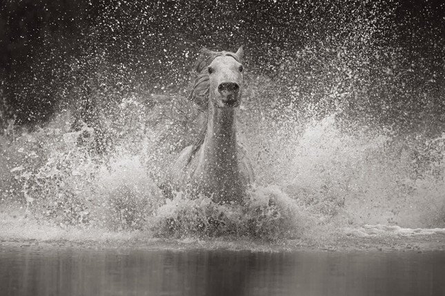 Một con ngựa Camargue tạo sóng nước. Ảnh: Drew Doggett.