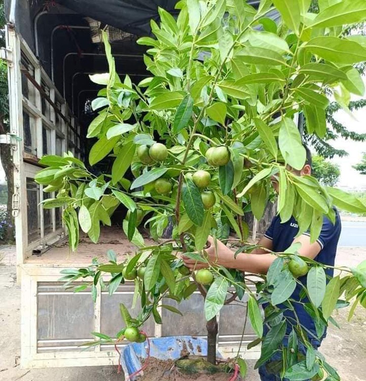 Vài năm nay, Việt Nam cũng trồng thành công giống quả lạ này.
