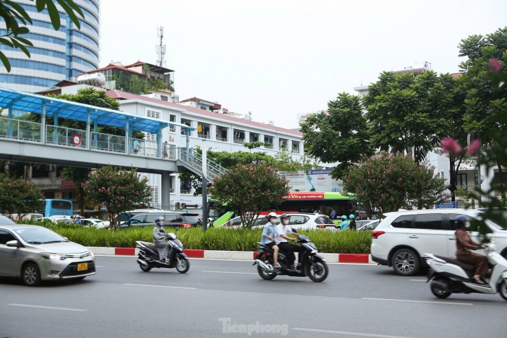 Rực rỡ những con đường hoa tường vi giữa lòng Hà Nội - 3