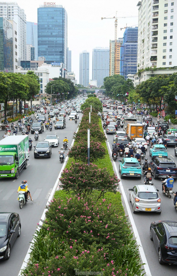 Dọc tuyến đường Trần Duy Hưng - Nguyễn Chí Thanh, hoa tường vi nở rộ trên dải phân cách, tạo nên cảnh sắc rực rỡ cho tuyến đường được coi là kiểu mẫu đẹp nhất Việt Nam.