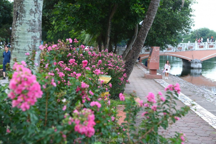 Tại đây, con đường hoa tường vi đang độ bung nở rực rỡ khoe sắc lung linh trong lòng Thủ đô.
