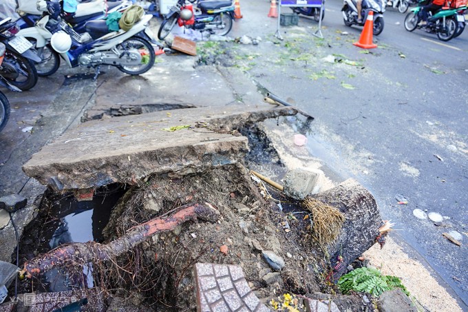 Cây không có nhiều rễ lớn, phía dưới gốc có nhiều nước tù đọng. Ảnh: Ngọc Trường