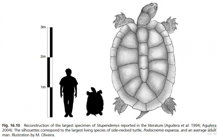 Kích thước của loài rùa Stupendemys geographicus so với rùa hiện đại và con người. (Ảnh: Sohu)