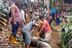 Indonesia: Rạch bụng cá sấu ăn thịt người