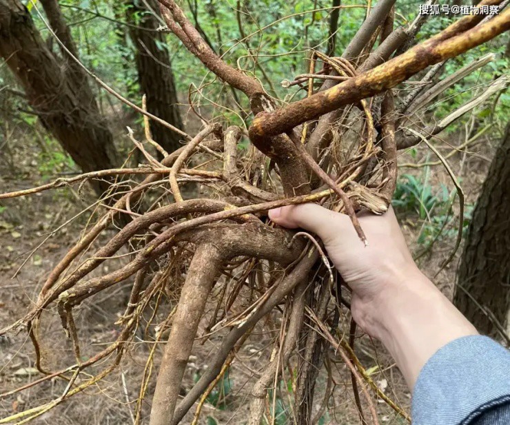 Cây lạ không phải ai cũng biết tên, rễ là cực phẩm, cứ đào là ra tiền - 3