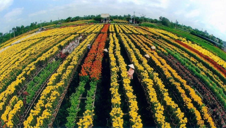 Làng hoa Sa Đéc là điểm du lịch nổi tiếng khi về Đồng Tháp, ngày càng mở rộng và phát triển, trồng hoa trở thành nghề trọng điểm tại nơi đây ( ảnh: sưu tầm)