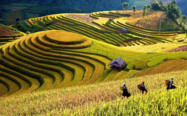 Ruộng bậc thang đẹp như tranh vẽ ở La Pán Tẩn.