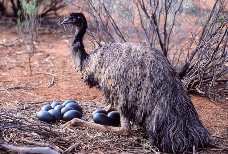 Đây chính là trứng đà điểu Australia, hay còn được biết với cái tên là trứng chim Emu.
