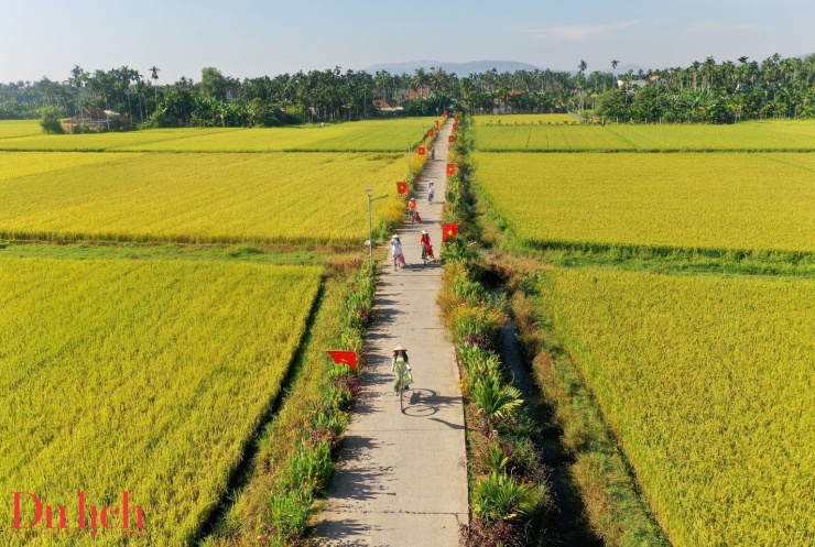 Mùa thu vàng mê hoặc du khách trên cánh đồng lúa chín miền Trung - 8