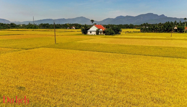 Mùa thu vàng mê hoặc du khách trên cánh đồng lúa chín miền Trung - 10