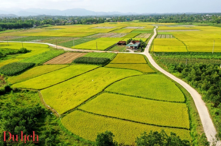 
Check-in, khám phá cánh đồng mùa lúa chin giữa tiết trời vào mùa thu là một trải nghiệm khó quên cho du khách khi đến các tỉnh miền Trung.