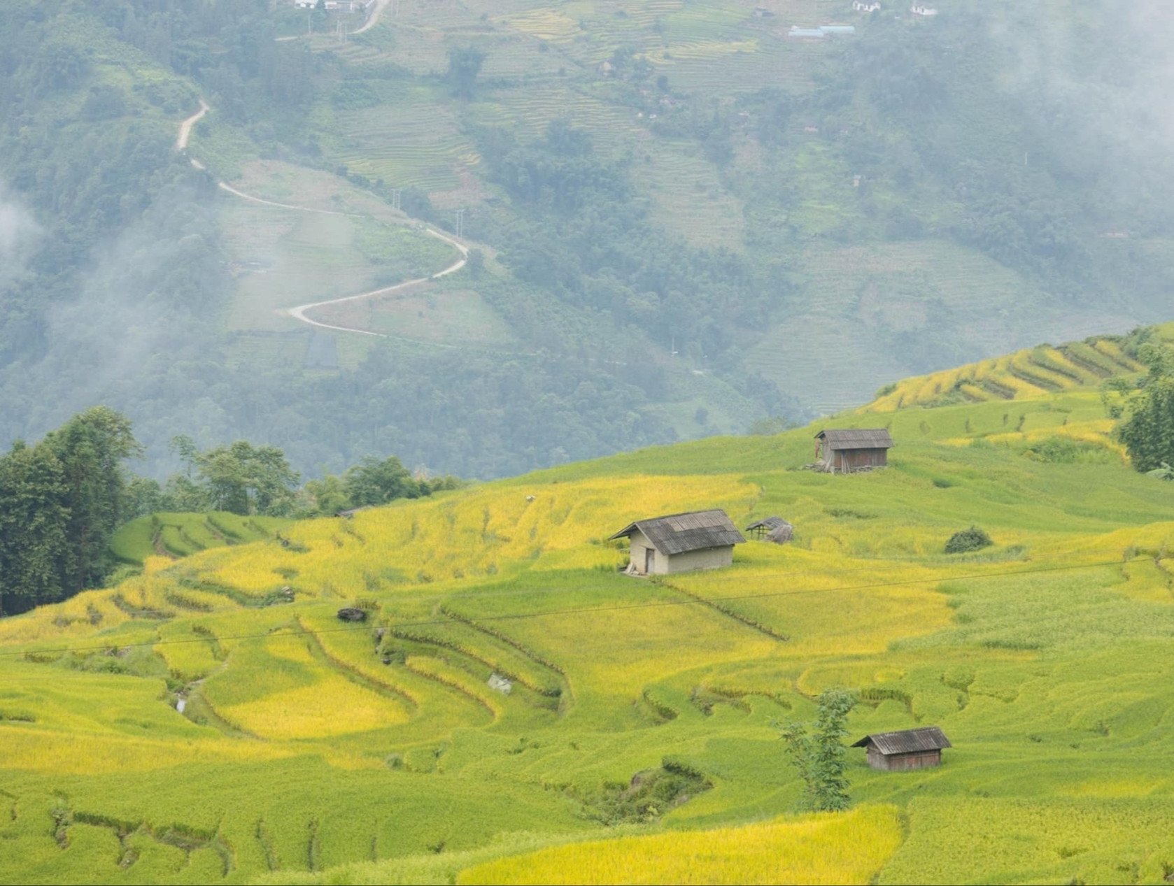 Cung đường ở Lào Cai mùa lúa chín gây sốt, khách ngỡ ‘chốn bồng lai’