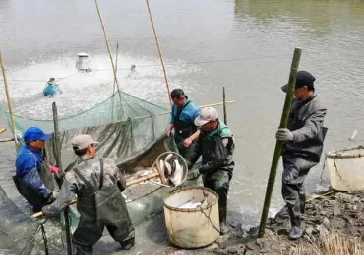 Loài “ngư vương” chứa độc, có nơi bán gần 26 triệu/con, nay người Việt cũng nuôi được - 3