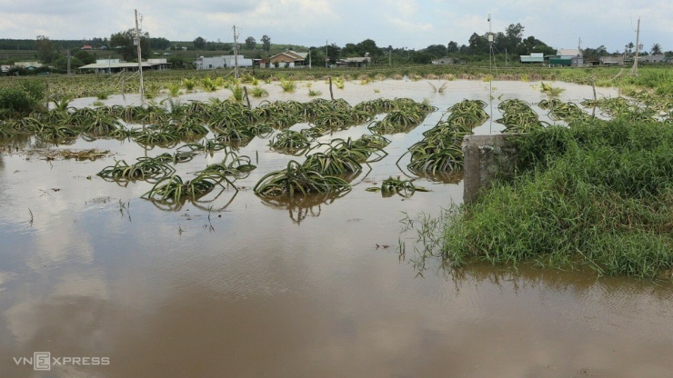 Hàng chục hecta thanh long ngập trong nước lũ - 5