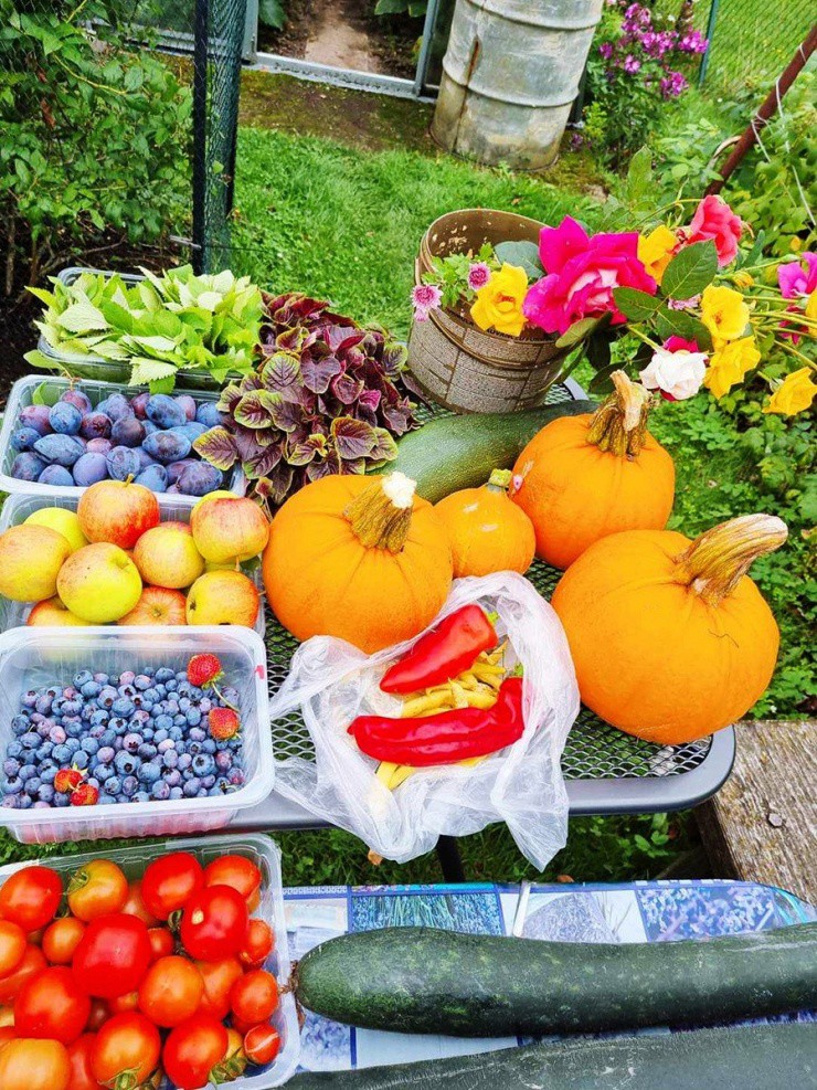 Vườn cây ăn quả ‘tha hồ chia cho hàng xóm’ của mẹ Việt ở Cộng hòa Czech - 5