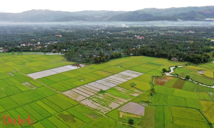 “Thung lũng đồng lúa’ đẹp nao lòng ở thị xã Hoài Nhơn - 2