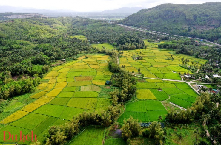 “Thung lũng đồng lúa’ đẹp nao lòng ở thị xã Hoài Nhơn - 7