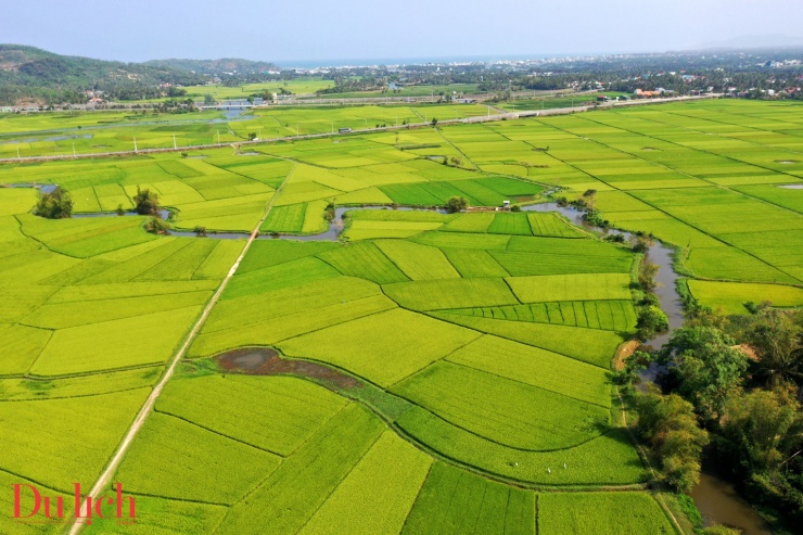 Đồng lúa ở Tam Quan Băc, thị xã Hoài Nhơn có cảnh đẹp hoang sơ hòa hợp không gian thiên nhiên sát bên cánh đồng cói, núi, rừng và biển cả. Con người nơi đây hiền hậu, chất phác thật thà và các món ăn thủy sản lại tươi ngon, hấp dẫn khó thể nào quên được.