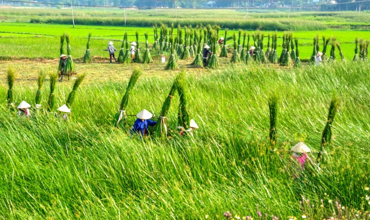 Không chỉ hấp dẫn du khách vối “Thung lũng đồng lúa” đẹp nao long, ở phường Hoài Châu Bắc, thị xã Hoài Nhơn có làng chiếu cói truyền thống hơn 200 năm tuổi với quy mô lớn nhất miền Trung.