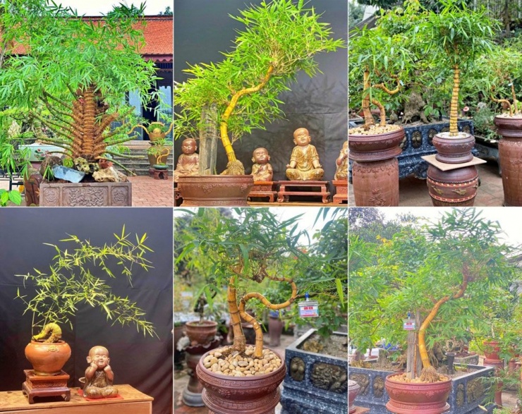 Độc đáo tre bonsai của nghệ nhân Nguyễn Sỹ Luân.