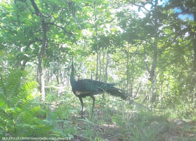 Công Pavo.