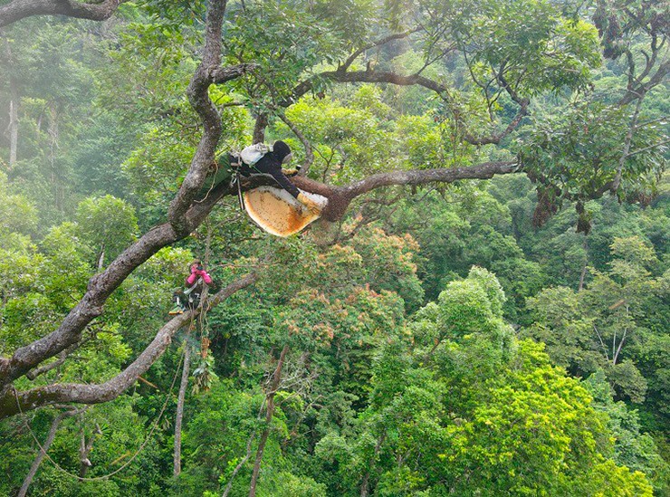 Loài ong này làm tổ ở vị trí rất cao, chúng lại hung dữ, nên việc khai thác mật ong khoái vô cùng khó khăn và tiềm ẩn nhiều nguy cơ
