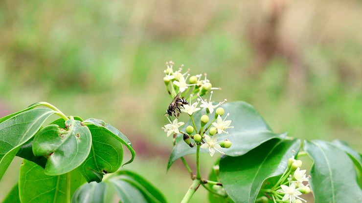 Tổ ong khoái cho nhiều mật nhất trong các loài ong mật. Tổ nhỏ thu được từ 3-5 lít, tổ to được tầm 7-8 lít
