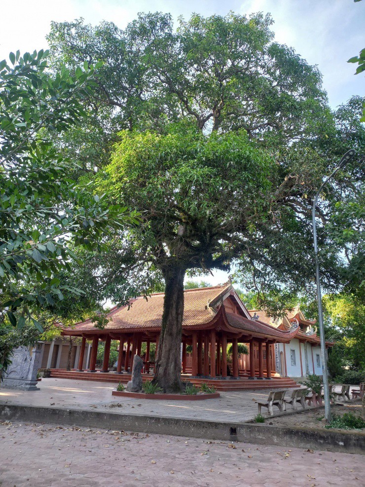 Theo dòng họ Phan Tôn Chu, cứ đến đầu mùa xuân cây nảy lộc, đâm chồi ra hoa kết trái. Trái muỗm chín vào khoảng cuối tháng 6 âm lịch, quả chín màu vàng, to bằng nắm tay, khi chín ăn ngọt có vị thanh chua, mùi thơm quyến rũ. Cây muỗm trở thành nhân chứng qua thăng trầm của thời gian...