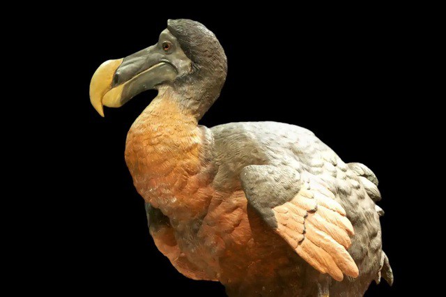 Chim dodo - Ảnh: Colossal Biosciences