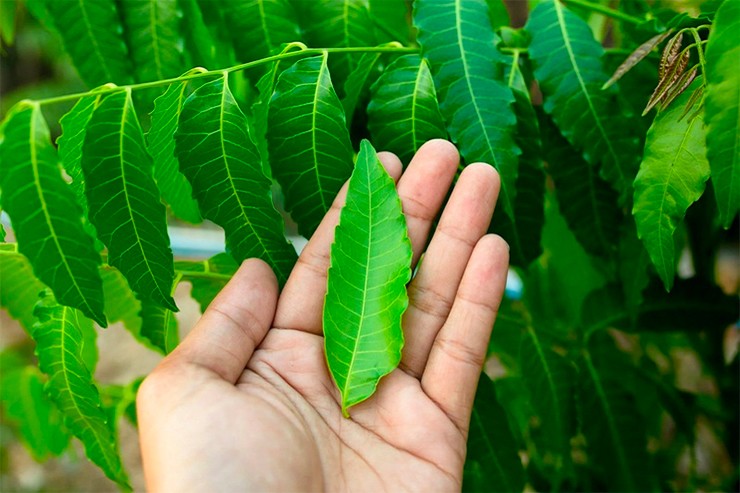 Mỗi khi đến mùa, tại các tuyến đường ở An Giang, người dân bày bán những bó sầu đâu xanh mướt.
