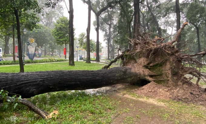 Cây sao cổ thụ đổ trong cơn giông lốc, chiều 4/9. Ảnh: Phùng Tiên